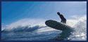 BIG Wednesday Surf
