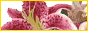 Gardening Express banner